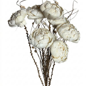 natural peony rose