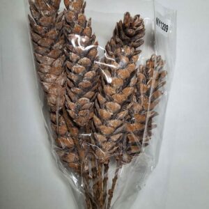 Peach strobus pine