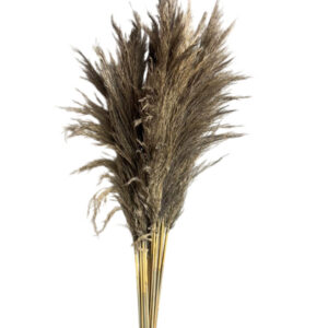 Natural salona grass