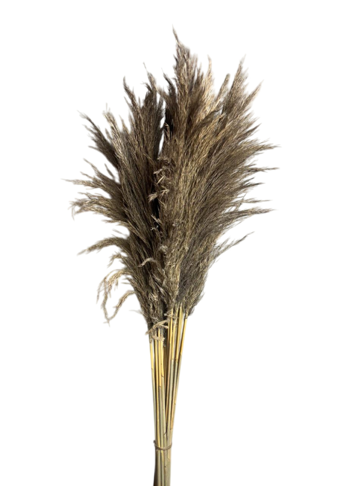 Natural salona grass