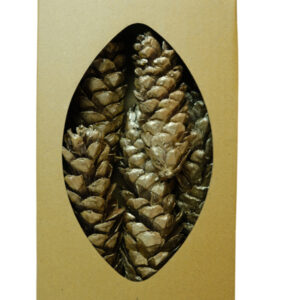XL Strobus pine tray