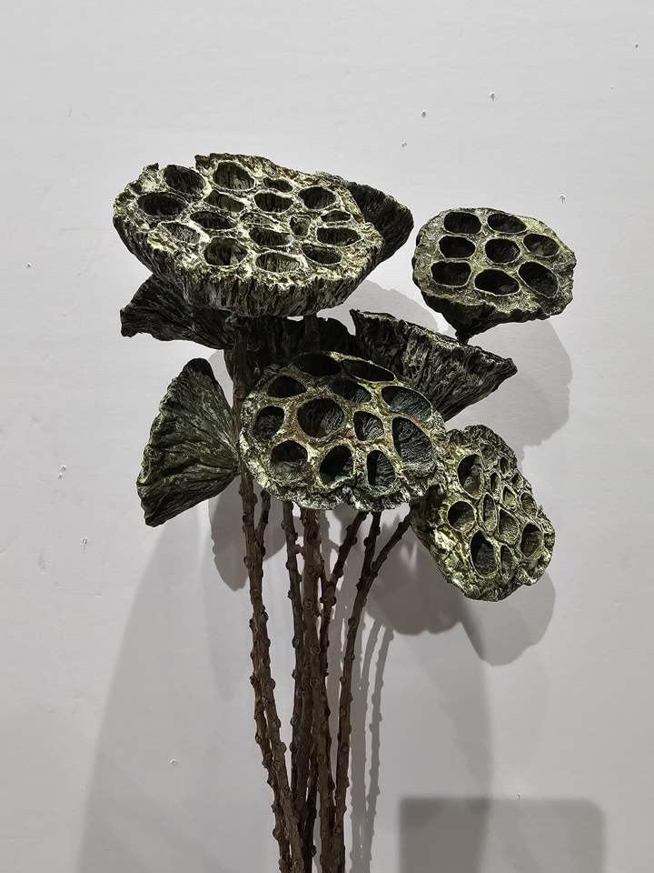 abundant green lotus pod