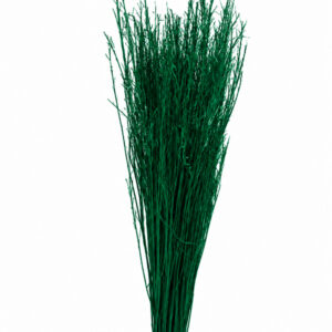abundant green mustard grass